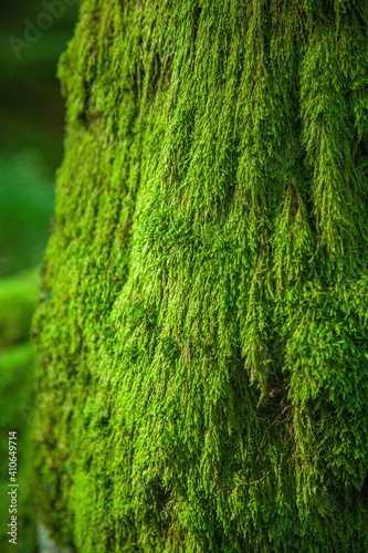 Green moss texture, background. Free copy space for design. Vertical image.