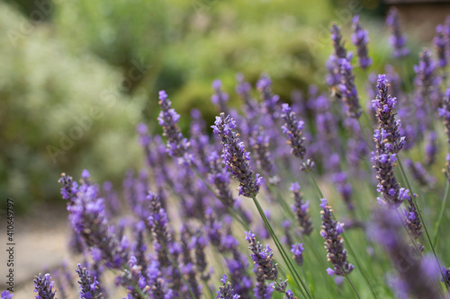 Lavender flowers in a British garden.