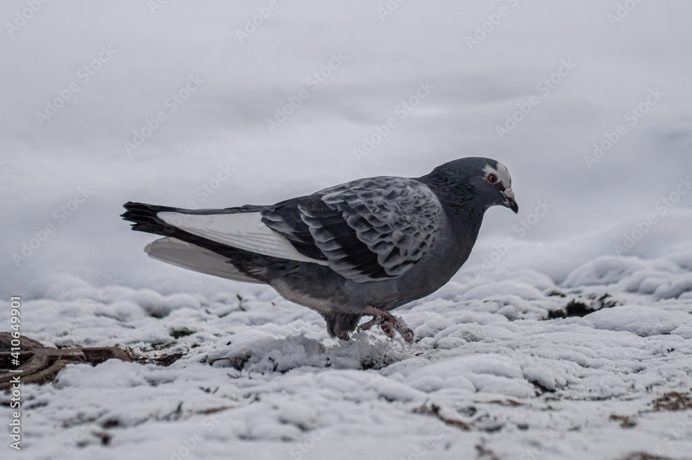 pigeon on snow