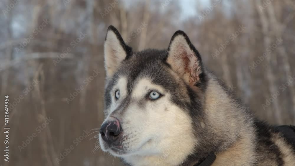 Portrait of Alaskan Malamute Sledge Dog with Scars on the Nose in Winter Day. Slow Motion. Pets and Animals Concept Portrait of Alaskan Malamute Sledge Dog with Scars on the Nose in Winter Day. Slow Motion. Pets and Animals Concept