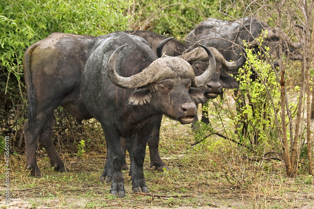 Obraz premium Kafernbüffel Herde