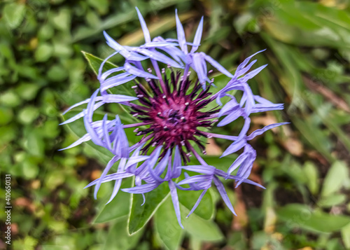 Perennial mountain cornflower. The Latin name is Centaurea montana. A plant from the Aster family  or complex flowers