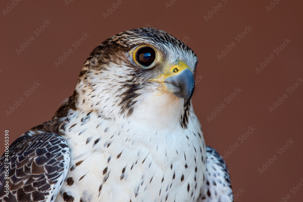 Fototapeta premium Saker (Saqr) falcon (Falco cherrug) hybrid mix head shot very close up. Falconry or keeping falcons and racing them in the middle east.