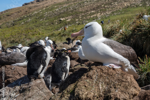 The black-browed albatross (Thalassarche melanophris) photo