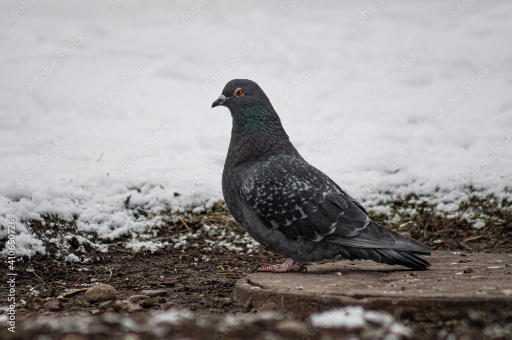 pigeon on the ground pigeon on the ground