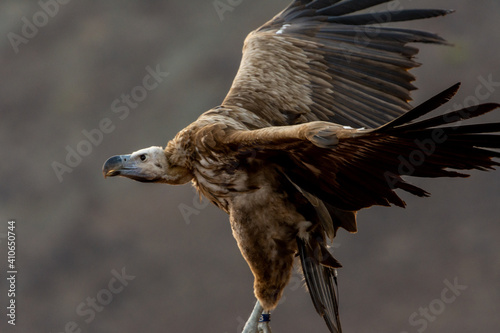 The griffon vulture close up in flight(Gyps fulvus) Scavengers in Africa and Middle East. photo