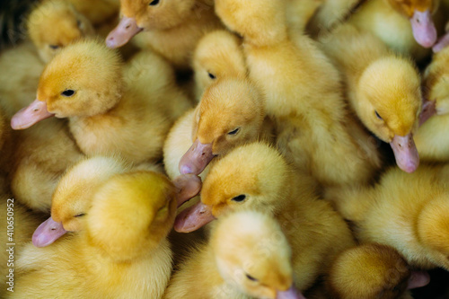 Little ducklings in a box close up