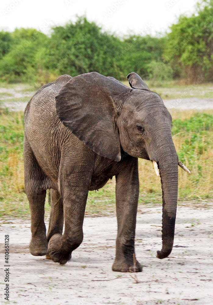 Fototapeta premium Elefant in Afrika