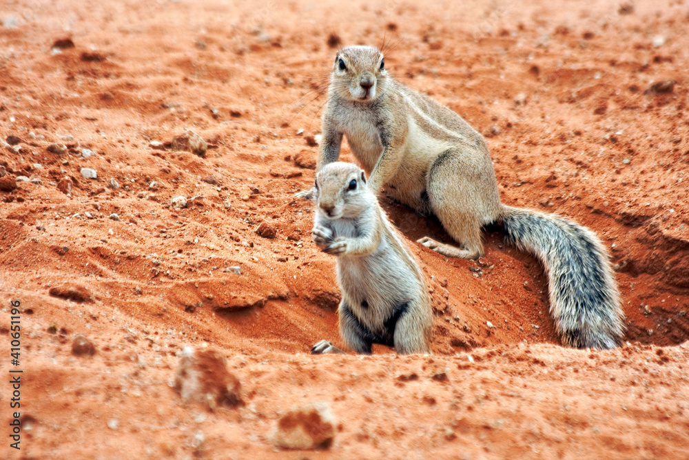 Erdhörnchen Paar bei der Futtersuche Erdhörnchen Paar bei der Futtersuche