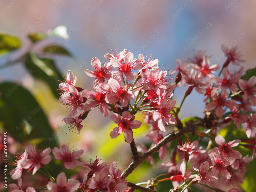 Thailand Sakura sweet blossom Phaya Sueklong flower Thailand Sakura sweet blossom Phaya Sueklong flower