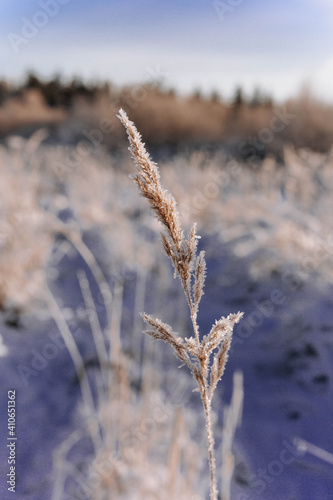 Frozen winter plants in the early morning
