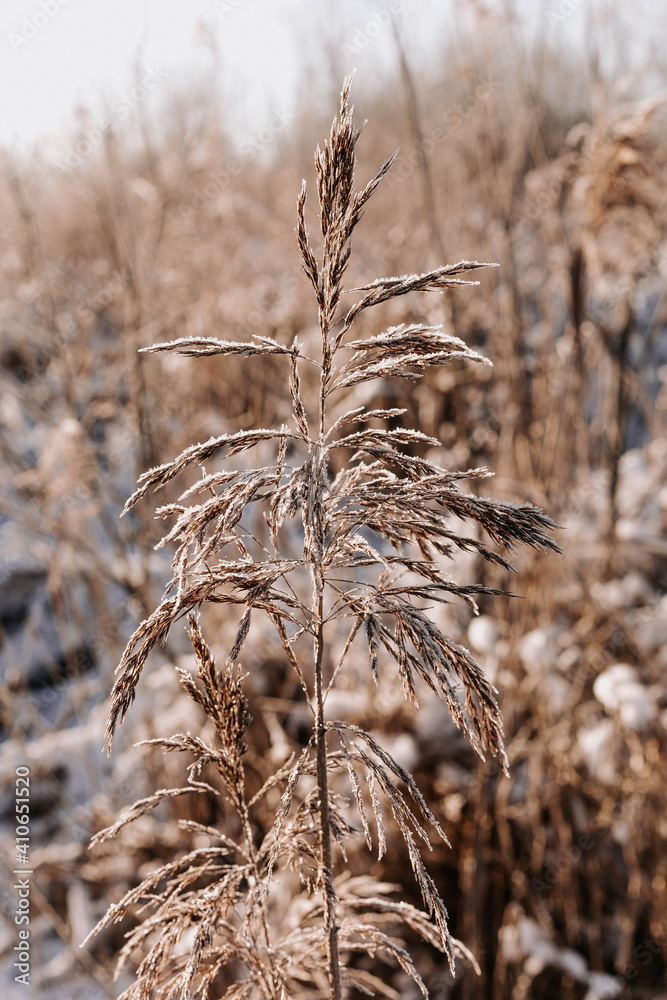 Fototapeta premium Frozen winter plants in the early morning