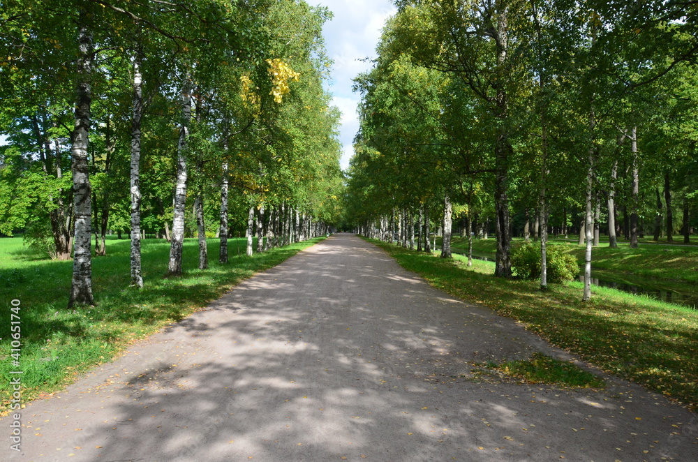 Path through birch trees in the park