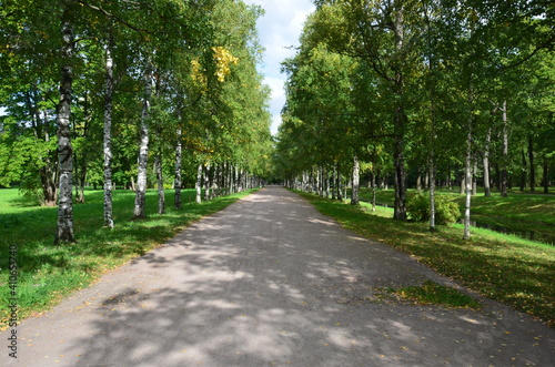 Path through birch trees in the park © Ilia