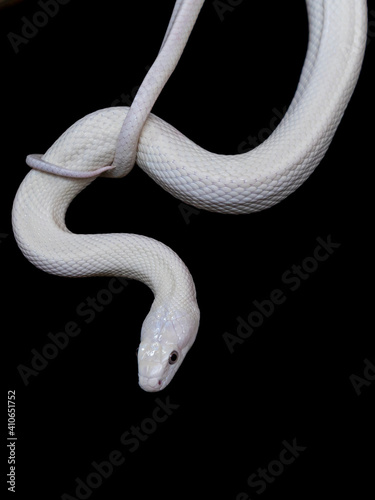 The Texas rat snake (Elaphe obsoleta lindheimeri ) is a subspecies of rat snake, a nonvenomous colubrid found in the United States, primarily within the state of Texas.