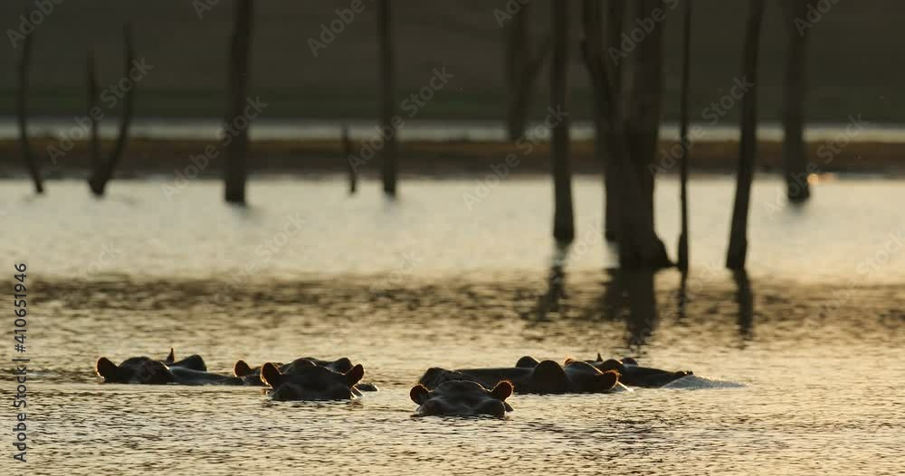 Hippo sunset , hiden head i sunset light. Big animal in the water, Lake Kariba, Zimbabawe in Africa. Ears with orange back light. Danger mammal in river, wildlife nature.