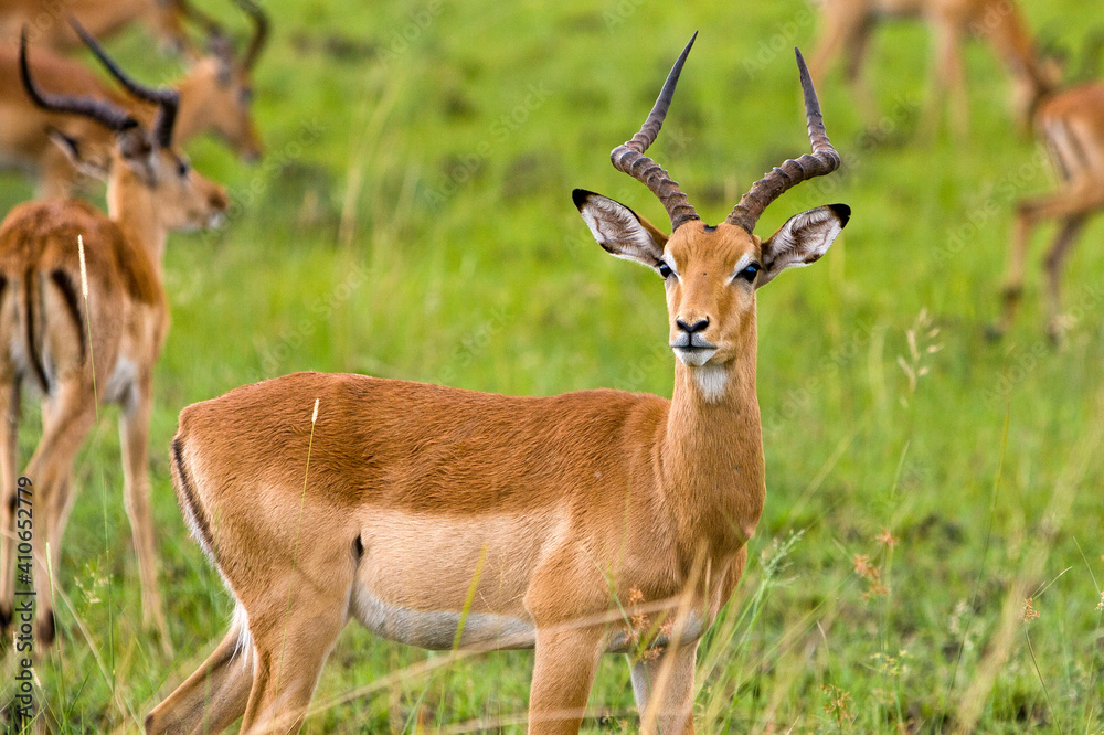 Impala Antilope im Gras Impala Antilope im Gras