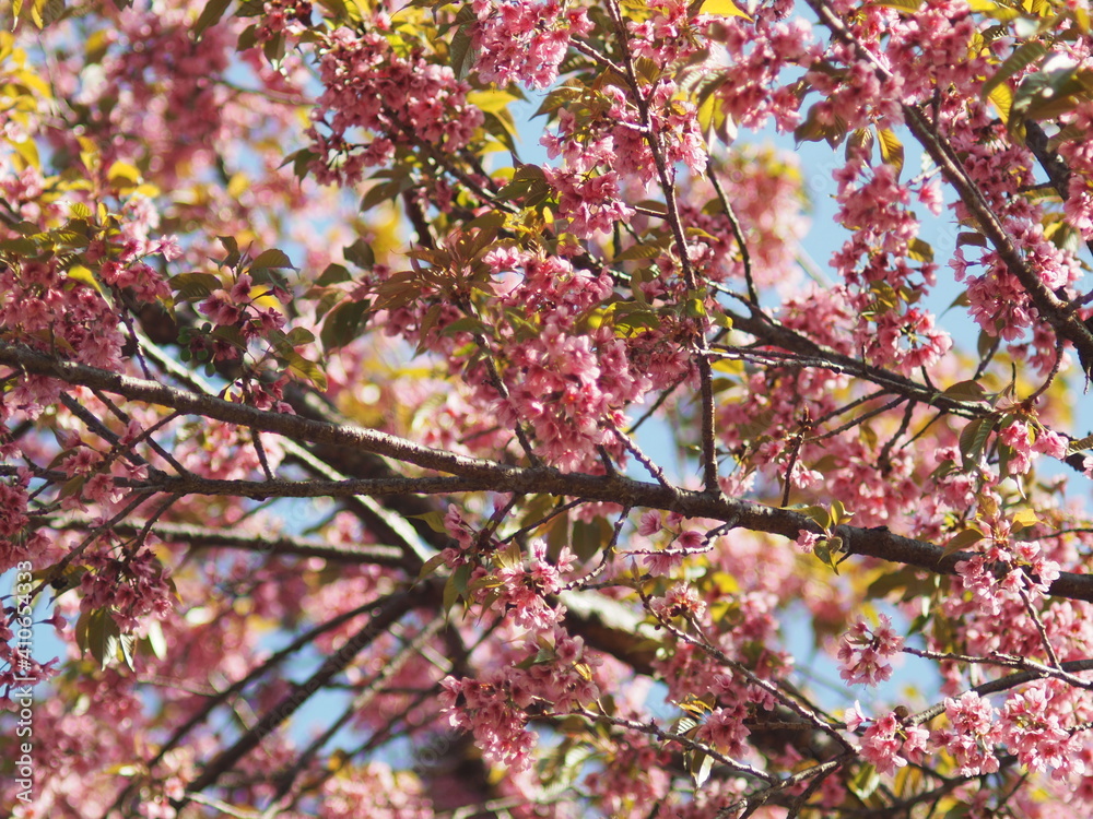 Thailand Sakura sweet blossom Phaya Sueklong flower Thailand Sakura sweet blossom Phaya Sueklong flower