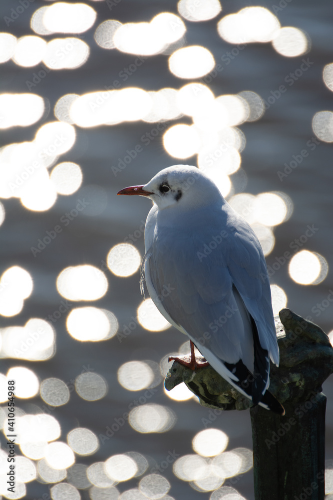 Obraz premium Seagull bird sitting on a statue near river with bokeh background