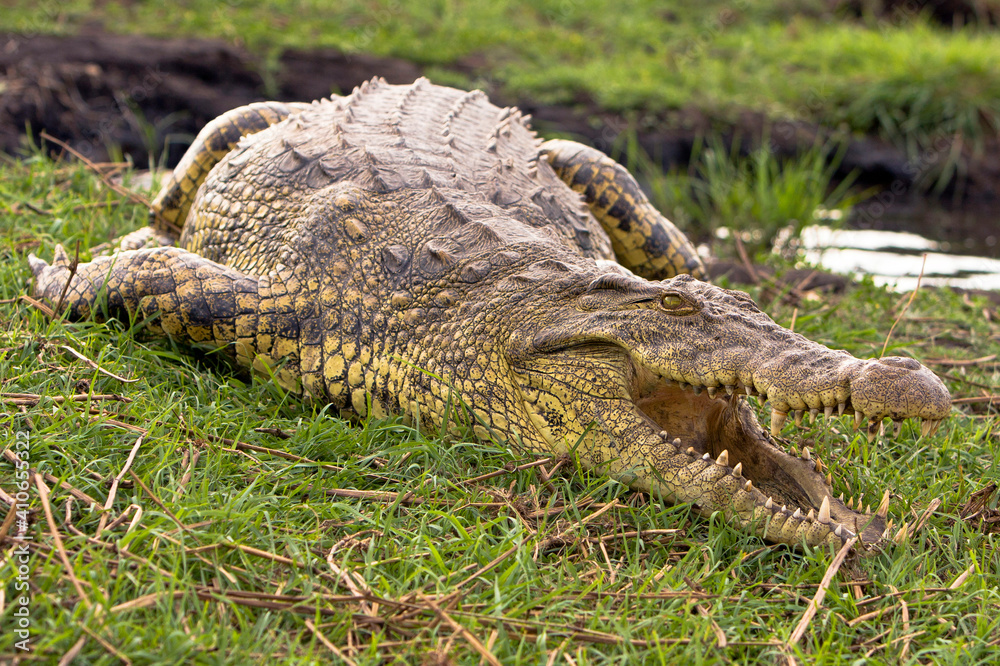 Fototapeta premium Krokodil am Fluss