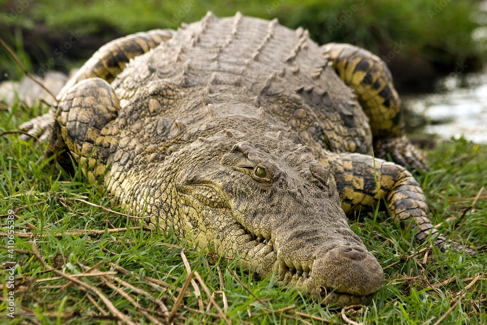 Krokodil schlafend Stock Photo