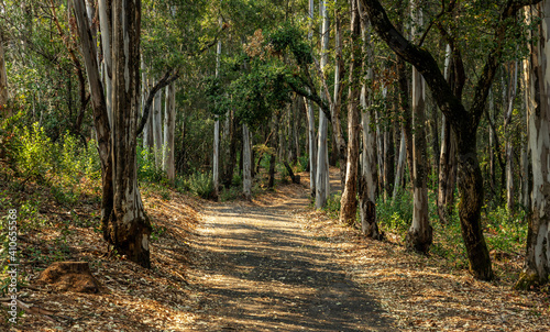 Fototapeta Naklejka Na Ścianę i Meble -  A landscape view of forest trails winding through tall eucalyptus trees.