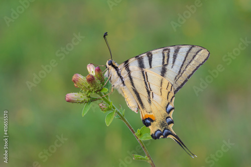 Iphiclides podalirius, podalirio photo