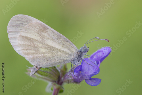 Leptidea sinapis, farfalla piccola e delicata