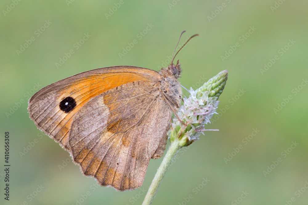 Maniola jurtina Maniola jurtina