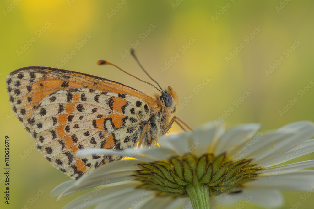 Obraz premium Melitaea didyma