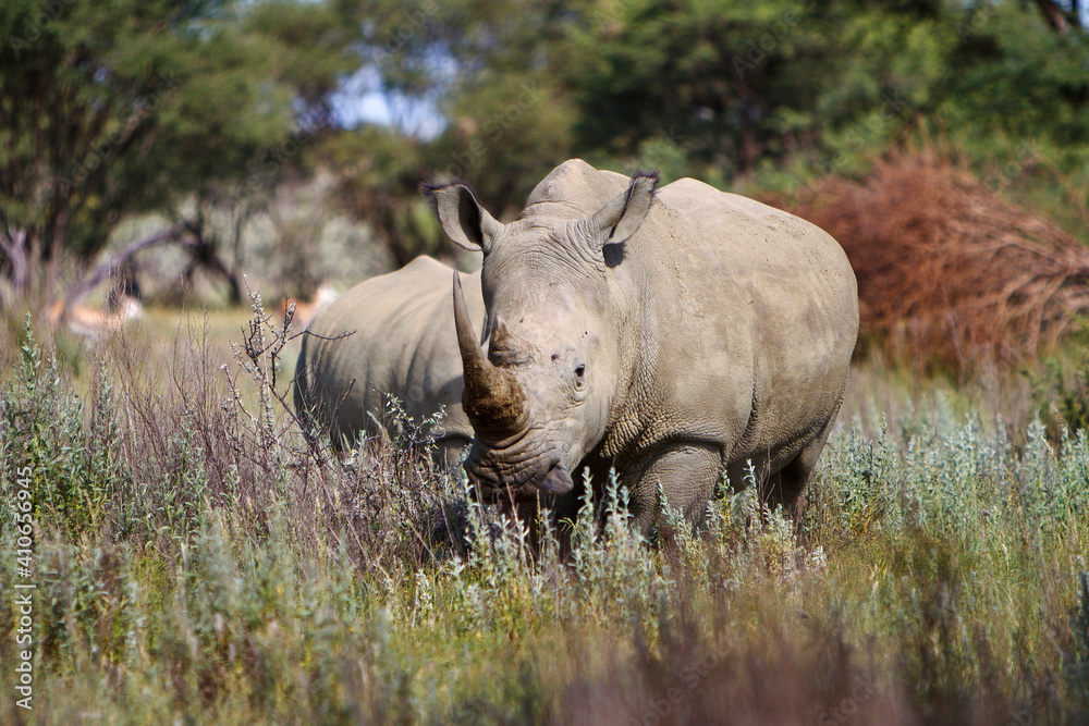 Fototapeta premium Nashorn Gruppe im Wald