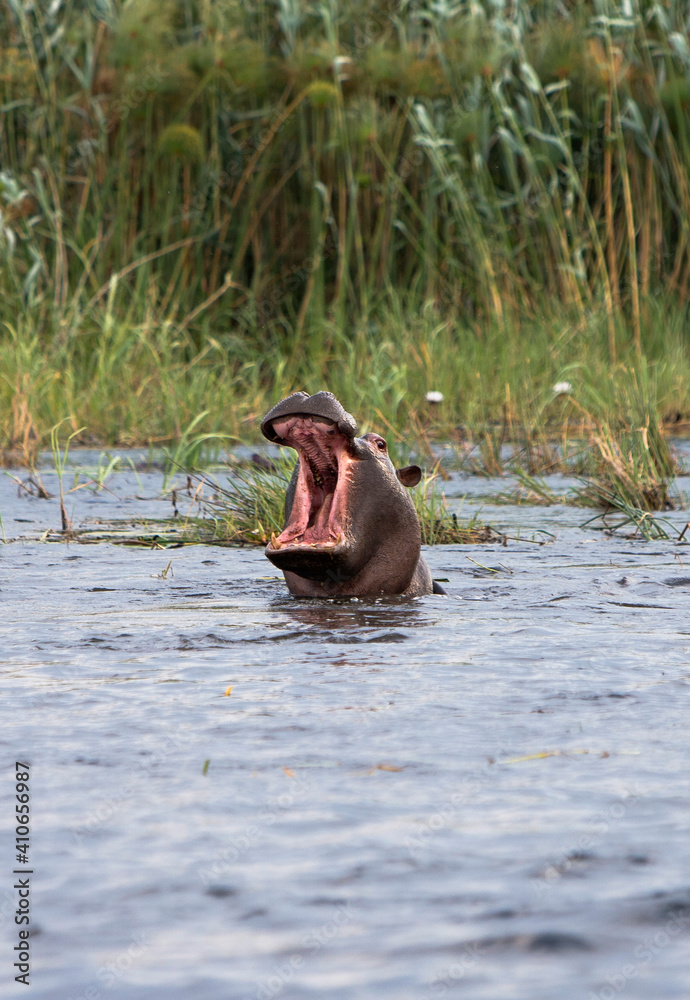 Fototapeta premium Flußpferd im Wasser