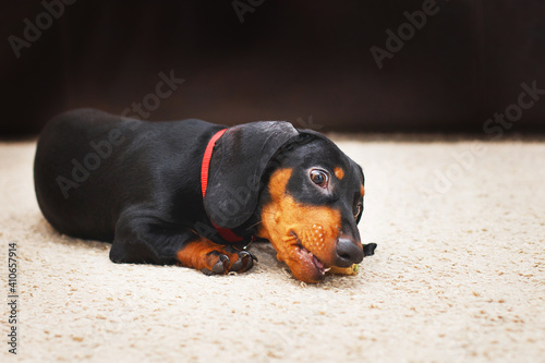 Portrait of cute dog dachshund with dried tasty treat snack in teeth. dog treats for brushing teeth.