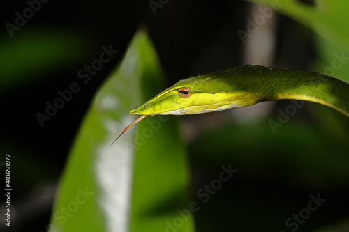 This photo of Pretty green snake was taken in Sri Lanka