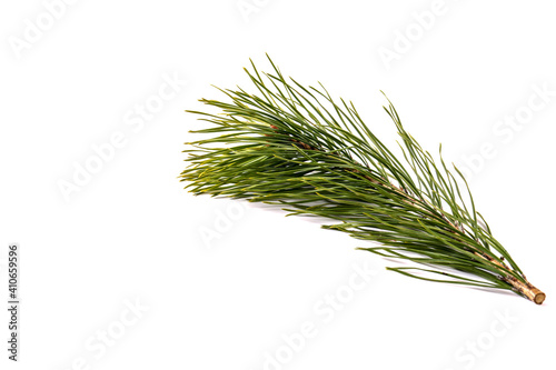 Green spruce branch isolated on white background. Close-up.