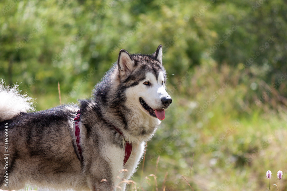 The Alaskan Malamute is a breed of dog that was originally bred for their strength and endurance to haul heavy freight as a sled dog and hound.