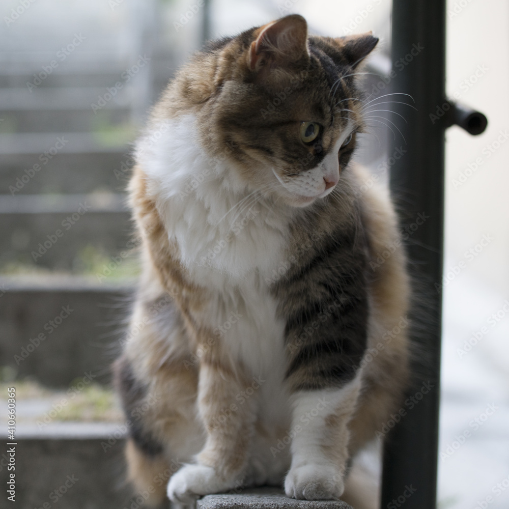 calico cat sitting outdoors on the stairs with bokeh background calico cat sitting outdoors on the stairs with bokeh background