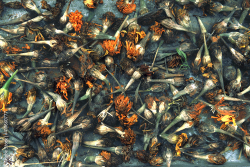 background of dried colendula inflorescences on a dark gray background. a unique background with a contrast of bright color and dry buds. photo