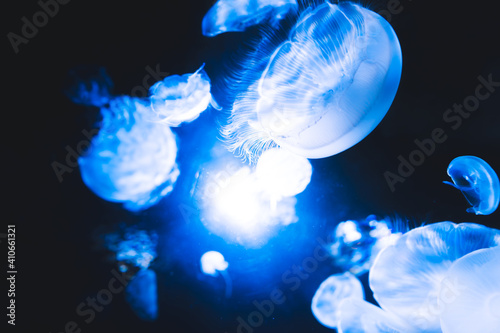 Free-swimming jellyfish at the Sunshine Aquarium in Japan.