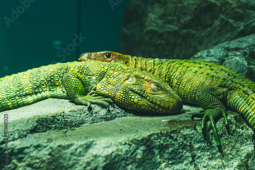 Lizard sleeping soundly at the Sunshine Aquarium in Japan.