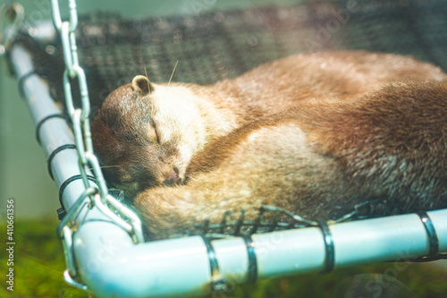 Otter sleeping soundly at the Sunshine Aquarium in Japan.