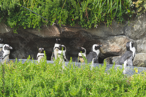 Penguins looking up at the sky together at the Sunshine Aquarium in Japan.