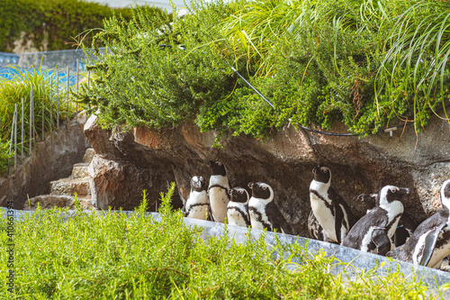 Penguins looking up at the sky together at the Sunshine Aquarium in Japan.