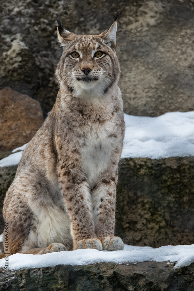 Obraz premium The lynx sits on a rock and looks ahead