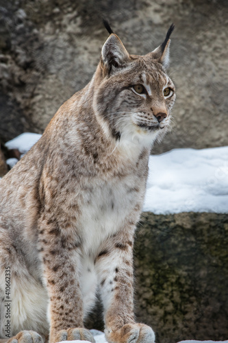 The lynx sits on a rock and looks ahead