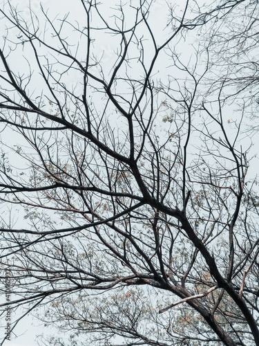 tree in winter