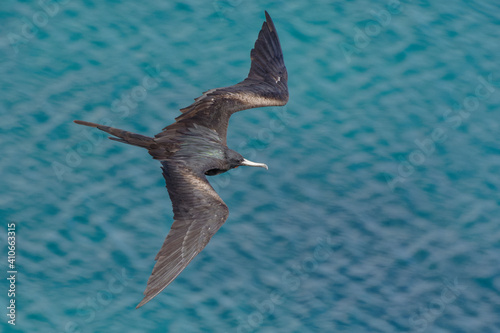 Great Frigatebird (fregata minor) flying - San Cristobal Island, Galapagos