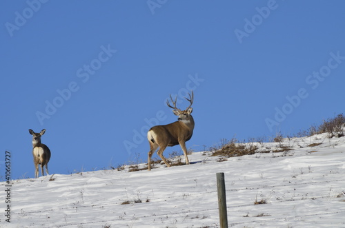A large male deer with a female deer grazing in a field during rutting season