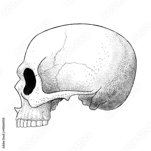 Vector illustration of a human skull in profile without the lower jaw. Dotwork Skull. Illustration for tattoo, t-shirt, poster.