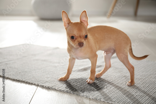 Cute Chihuahua puppy near wet spot on rug indoors © New Africa
